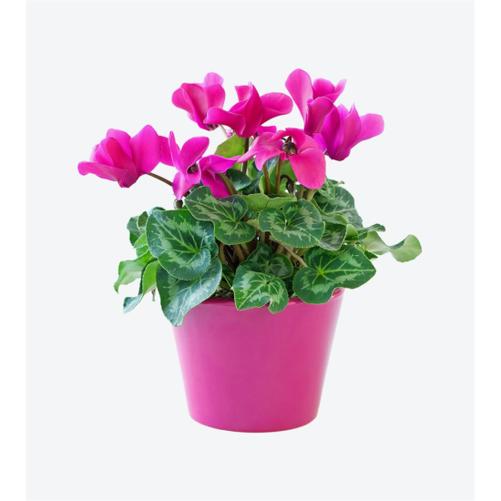 Schefflera (Seflera) Bitkisi