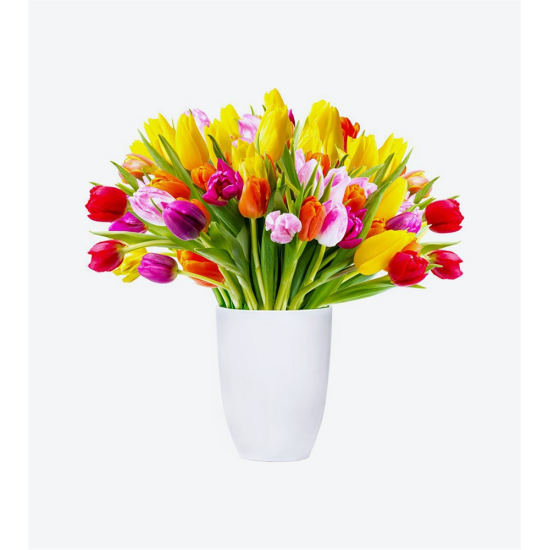 3 Dal Phalaenopsis Orkide